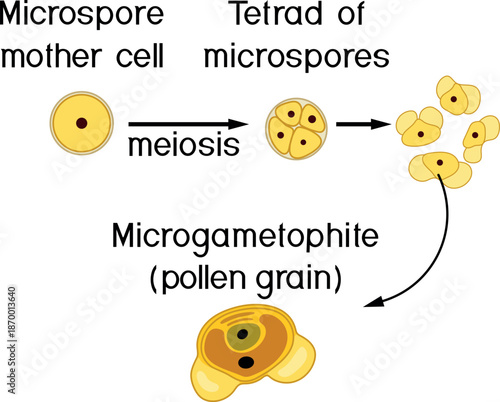 Formation of male gametophyte in spruce. Sexual process in spruce from the microspore mother cell to the male gametophyte (pollen grain)