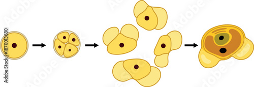 Formation of male gametophyte in spruce. Sexual process in spruce from the microspore mother cell to the male gametophyte (pollen grain)