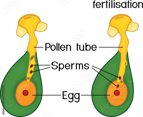Fertilization in spruce. Pollen tube growth in gymnosperms

