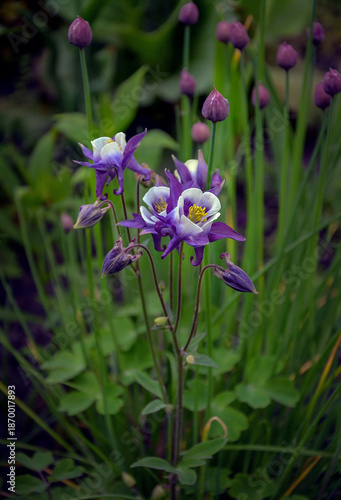 Wallpaper Mural Blue and white columbines blooming in the garden. Torontodigital.ca