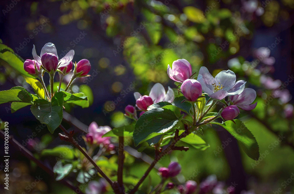 custom made wallpaper toronto digitalA blooming apple tree illuminated by the sun in the garden.
