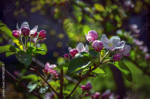 Wallpaper Mural A blooming apple tree illuminated by the sun in the garden. Torontodigital.ca