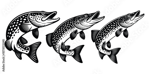 Northern pike fish, Jumping pike fish with its mouth open, Icon design elements for fishing clubs and apparel