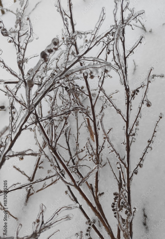 Obraz premium Plant branches covered with an icy crust against the backdrop of a snowy field