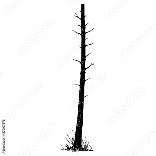 Dead tree standing alone in a field