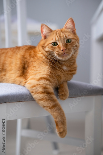 Cute ginger cat with green eyes lying on grey chair at home with white interior. Domestic orange stripe cat for advertising of healthy happy pets life. Adorable animals.