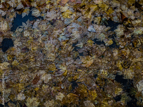  Fallen Leaves on Wet Pavement