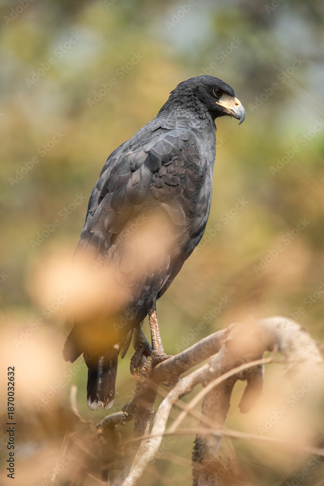 Fototapeta premium Great black hawk, in Pantanal Forest environment, Brazil. (Buteogallus urubitinga)