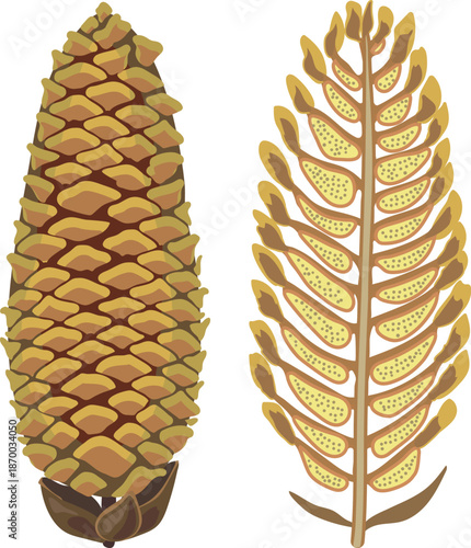 A male spruce cone and a male spruce cone in cross-section on a white background