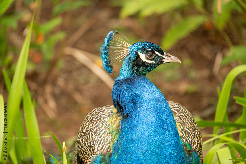 custom made wallpaper toronto digitalPeacock, details of a magnificent peacock and its colors in a garden in Brazil, selective focus.