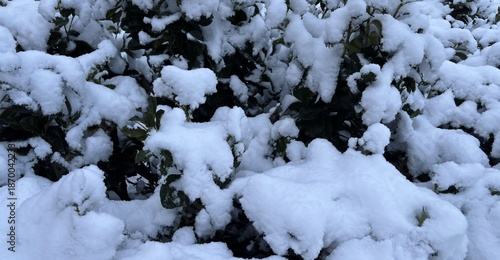 Wallpaper Mural Bush Covered in Snow Torontodigital.ca