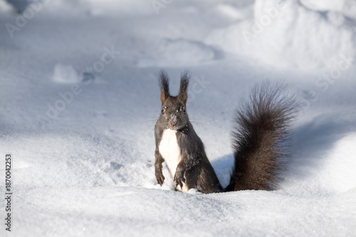 Tableau sur toile Close up of a European squirrel standing on snow in a winter forest in Europe