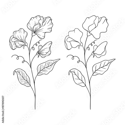 Sweet pea - April birth month flower, line art vector set in monochrome style. Hand drawn botanical illustration. Floral sketch expressing individuality, minimalism and tattoo design concepts.