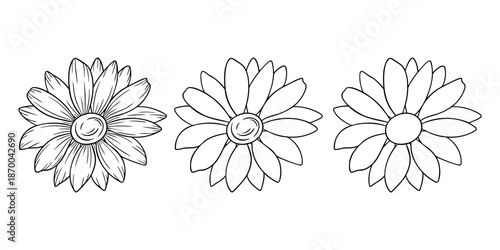 Daisy - April birth month flower, line art vector set in monochrome style. Hand drawn botanical illustration. Floral sketch expressing individuality, minimalism and tattoo design concepts.