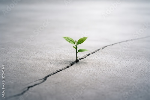 Green Plant Growing Through Crack in Concrete