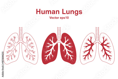 An illustration of human lungs in different colors and styles on a white background