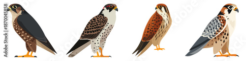 falcon bird raptor predator wildlife animal Flat Vector Illustration on Transparent Background