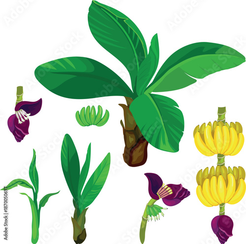 Banana plant with green leaves, yellow bananas and flower on white background