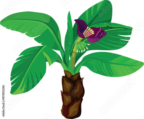 Blooming banana palm on white background