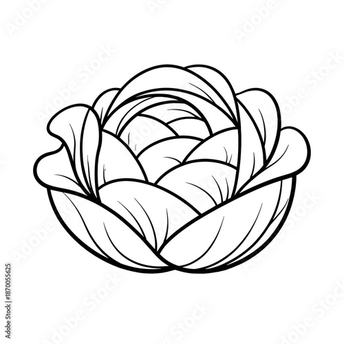 Elegant linear cabbage outline design for nature and gardening themes