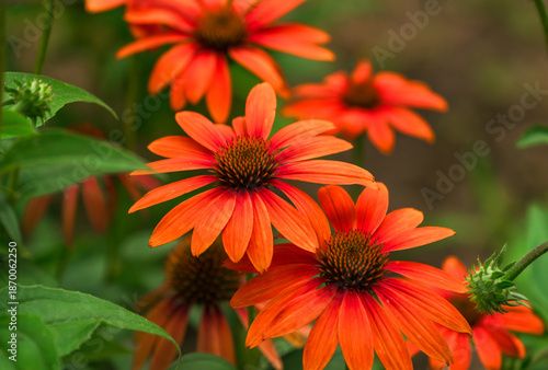 Canvas Print A group of Orange colored Echinacea flowers or Coneflowers growing in a garden