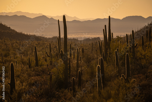 Photos Saguaro Cactus (Carnegiea gigantea) at sunset in Saguaro National Park, Arizona, USA