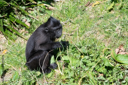 Fotografía Photo of a baby Sulewesi crested macaque (macaca nigra) eating vegetation
