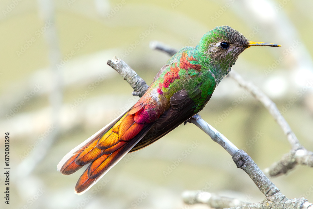 Fototapeta premium Red-tailed Comet hummingbird