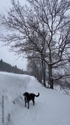 Walking a dog on Snowing day in a forest