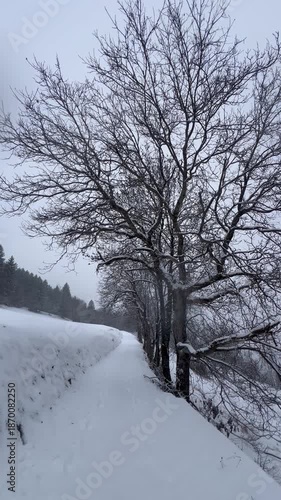 Snowy day in forest all covered under white