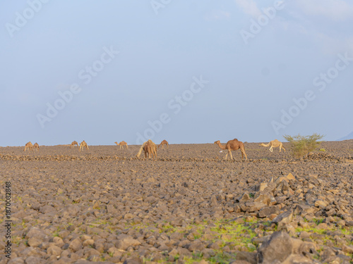 camels in saudi arabian landscape 