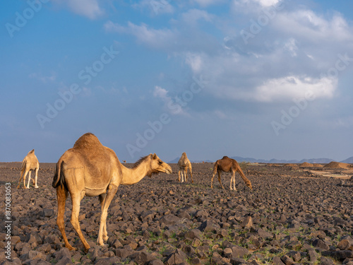 camels in saudi arabian landscape 