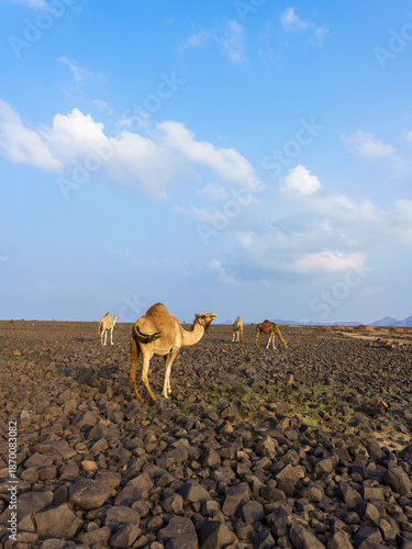 camels in saudi arabian landscape 