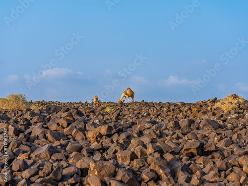 camels in saudi arabian landscape 