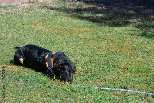 Dog Lying on Grass Playing With Garden Hose Outdoors.