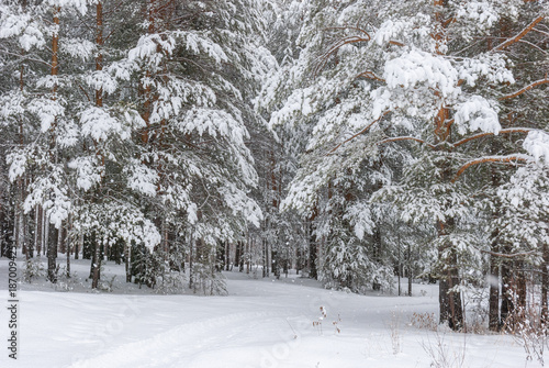 Magnificent snowy forest at Christmas with a path between the pines, peace and quiet.