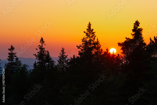 Silhouettes of firs and trees against the backdrop of a bright sunset in a wild area.