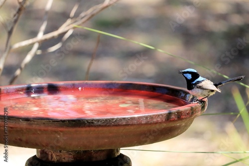 Male Superb Fairy-wren (Malurus cyaneus) drinking at bird bath , South Australia