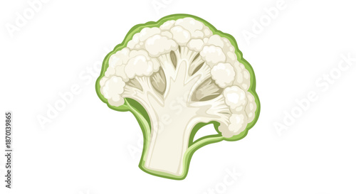 A close-up illustration of a fresh, cut cauliflower head showing its intricate florets and stem.