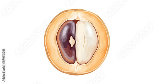 Detailed illustration of a longan fruit cut in half, revealing its dark seed and translucent white flesh.