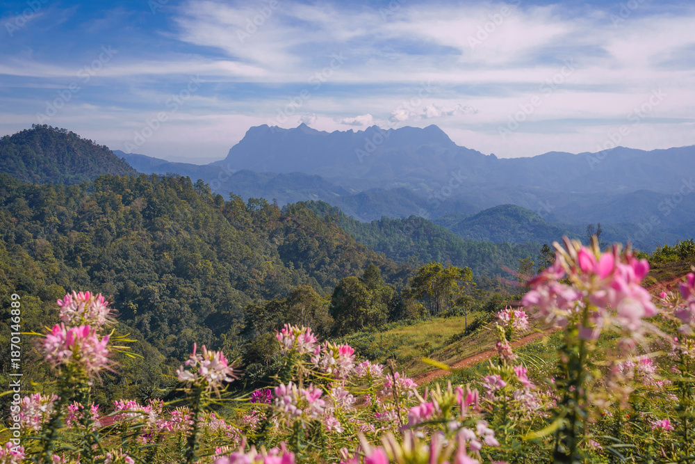 Fototapeta premium Stunning Sunrise at Doi Luang Chiang Dao with Cleome Flowers.