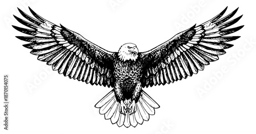 Majestic Eagle with Wings Spread Wide in Flight Line Art Drawing Detailed Black and White Vector Illustration