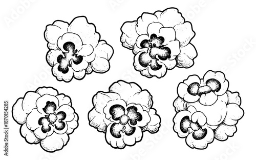 Multiple pieces of fluffy popcorn kernels shown in a detailed black and white line art drawing with dot shading