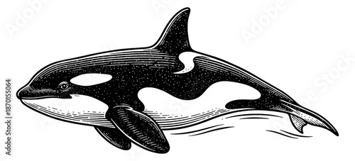 Powerful Orca Killer Whale Swimming with Determination in Vintage Engraved Style Black and White Illustration