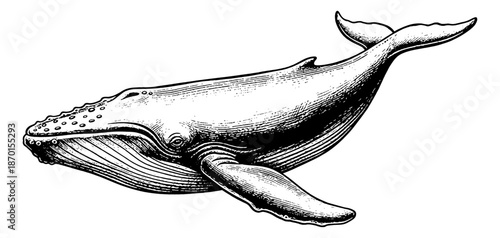 Large Whale Swimming in Detailed Engraving Style Black and White Isolated Marine Animal Illustration Art