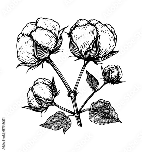 Detailed Black and White Engraving of Cotton Plant with Ripe Bolls and Leaves Botanical Illustration