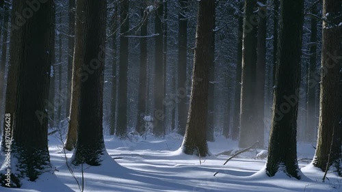 winter forest in the morning