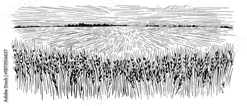 Detailed Engraving of a Vast Wheat Field Landscape with Textured Sky and Distant Horizon Line Black and White