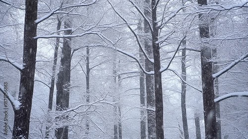 Silent Snowfall in the Forest