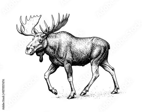 Detailed Engraved Black and White Illustration of a Majestic Moose Striding with Large Antlers